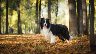 When it comes to choosing a dog breed by Border Collie USA 1 view 2 weeks ago 4 minutes, 13 seconds