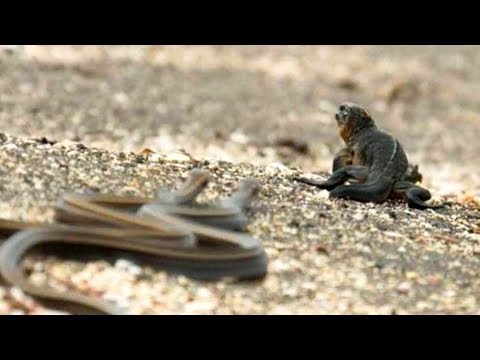 Видео: Скандал за готвене на игуани в шоу