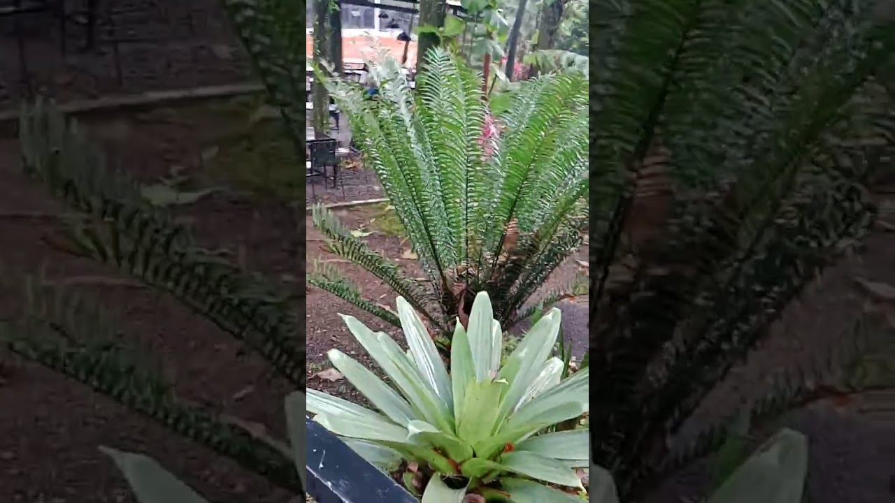 Restoran Askara Coffee Keboen Djati - Bogor