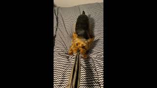 Feisty Yorkie Puts Up a Fight Against Wiping Cloth - Cute Dog Video