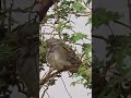 هيضني القمري هيضني القمري