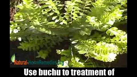 6 Top Herbal Remedies For Overactive Bladder