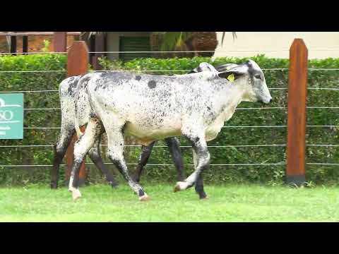 LOTE 22 •  10º LEILÃO GIROLANDO PRIME • 9661CU  9610CU