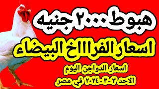 اسعار الفراخ البيضاء اليوم اسعار الدواجن اليوم الاحد ٣-٣-٢٠٢٤ في مصر