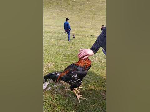 боевой петух. #петуха #петух #боевые #петушиныебои - YouTube