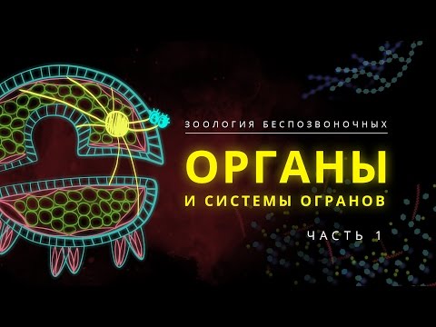 2. Органы и системы органов. Часть 1. Зоология беспозвоночных -  7 класс