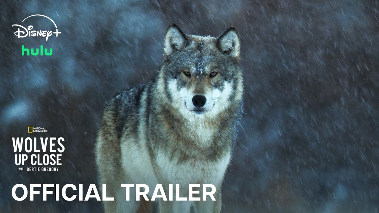 “Wolves: A Close Encounter with Bertie Gregory | Official Trailer | National Geographic” – Video