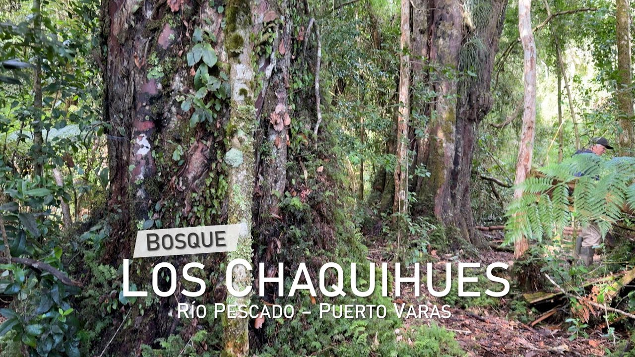 Campo en Puerto Varas, Bosque los Chaquihues – Región de los Lagos