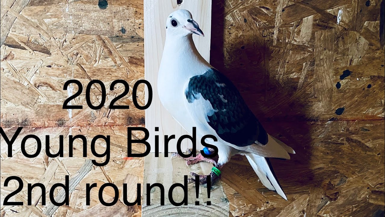 Loft update and second round of 2020 young birds racing pigeons - YouTube
