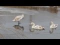 Лебеди на реке Молочная. Часть 3. Молочанск, 06.12.2016.