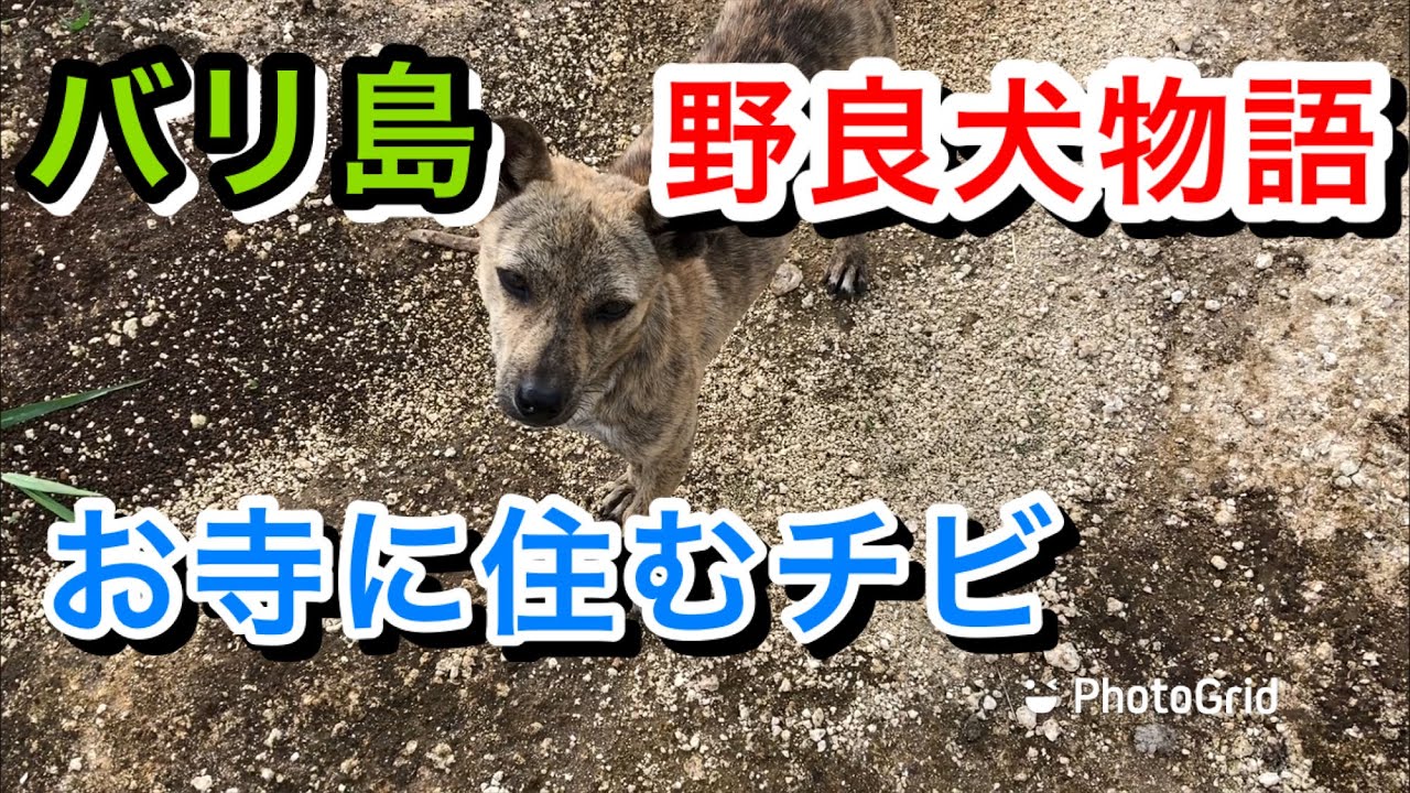 バリ島 野良犬物語 お寺に住んでる 仮称 チビ Vlog サラリーマンでも出来るバリ島移住 3 3マーメイド Kai 夫婦