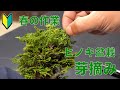 ヒノキ盆栽の芽摘み [盆栽・初心者]