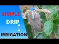 Make simple drip irrigation system for pepper/tomato from plastic bottle #gardening #dripirrigation.