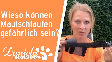 Kann ein Hund mit Maulschlaufe beißen?