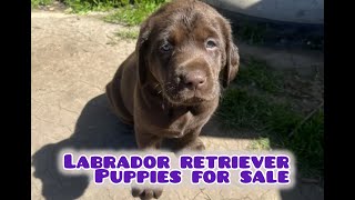 Labrador Retriever Puppies For Sale in Stockton