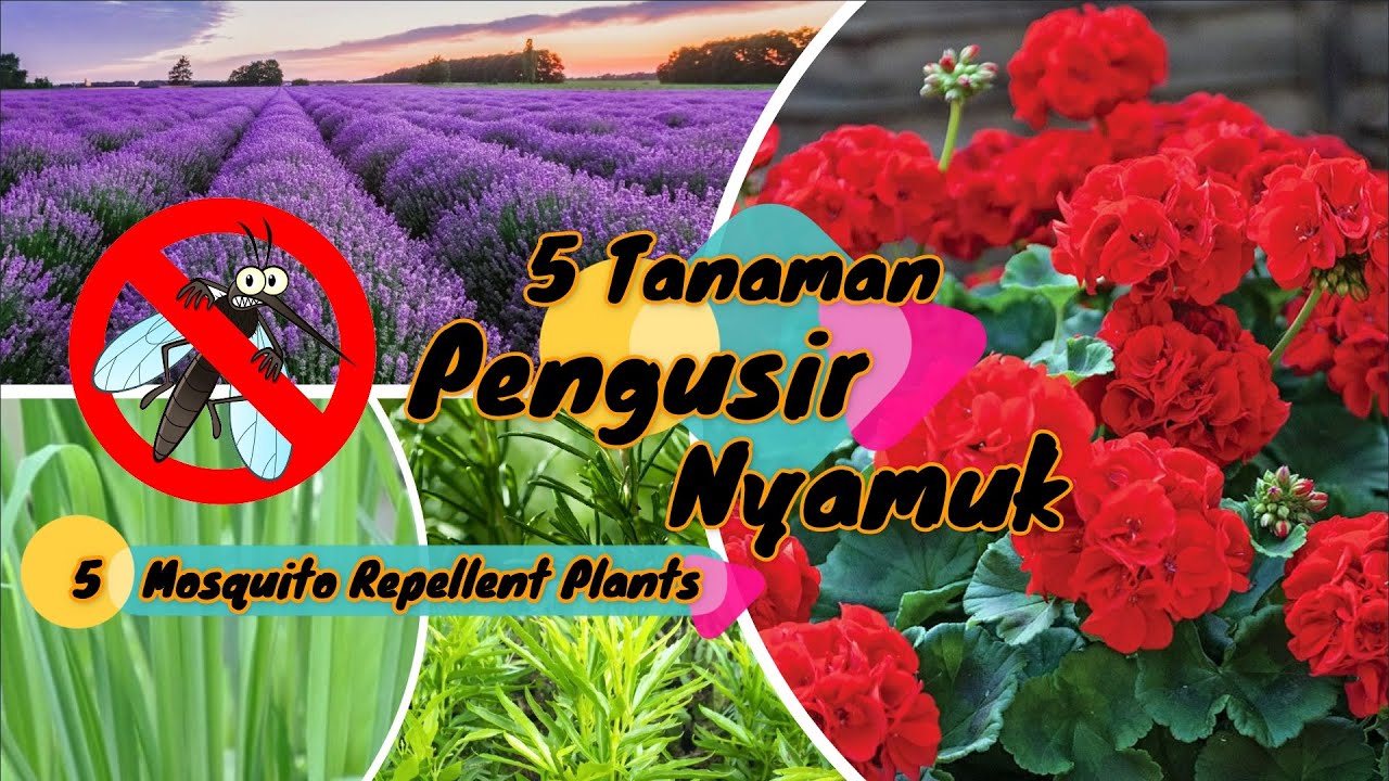 5 Tanaman Pengusir Nyamuk | 5 Plants That Naturally Repel Mosquitoes - YouTube