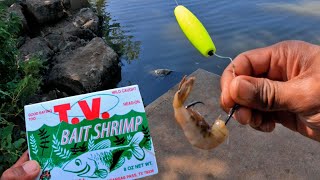 Catfishing With Shrimp! (Bank Fishing)