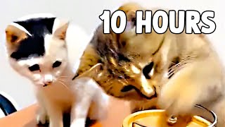 Cats Playing with Infinite Loop Toy [10 HOURS]