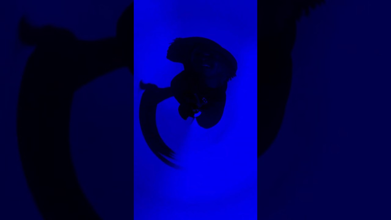 No introduction needed. But here's one.    