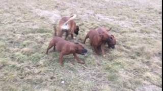 Devisme Brenneke Trápí Colina