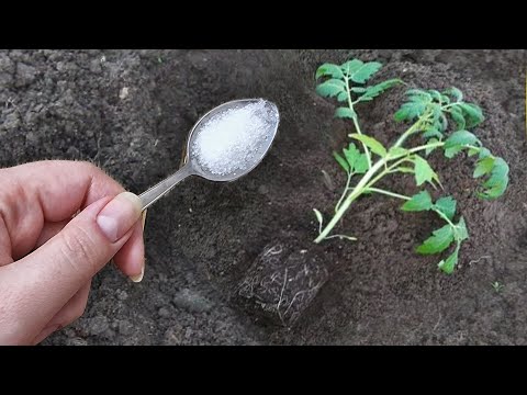 Видео: 1 Ложка в лунку при посадке Томатов и они сразу пойдут в рост, не будут болеть и завалят урожаем!