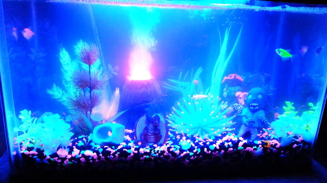 glofish tank 10 gallon