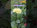 🌱Beautiful Gerbera | Terrace Gardening #ytshorts #shorts #gardening #flowers