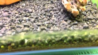 Seed shrimp