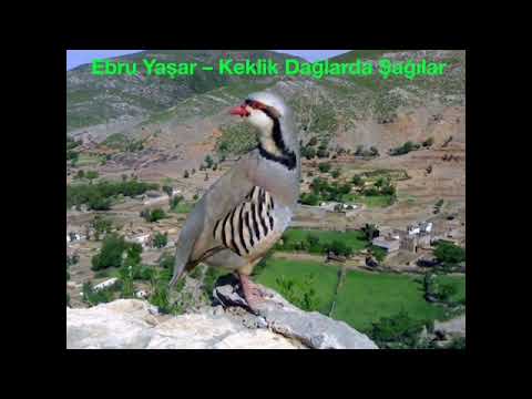 Keklik Dağlarda Şağılar