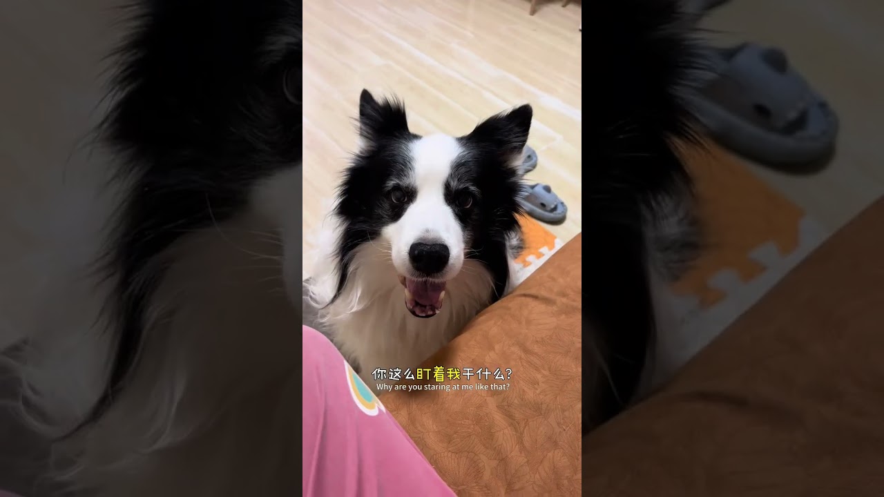 边牧的心眼子能有多多 #边牧 #养狗的乐趣 #狗都成精了 #万物可爱计划 #记录和它的每个夏天