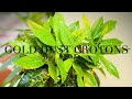 Gardenup