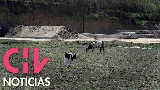 Acusan a la industria de la palta de provocar escasez hídrica en Petorca
