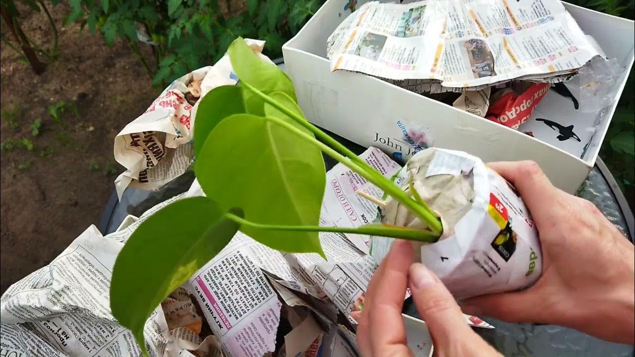 Распаковка посылки с комнатными цветами: вариегатная монстера Еллоу ...