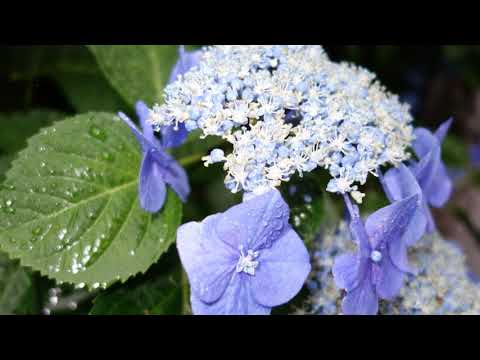 [耳コピ] MUSIC ミュージック サカナクション sakanaction