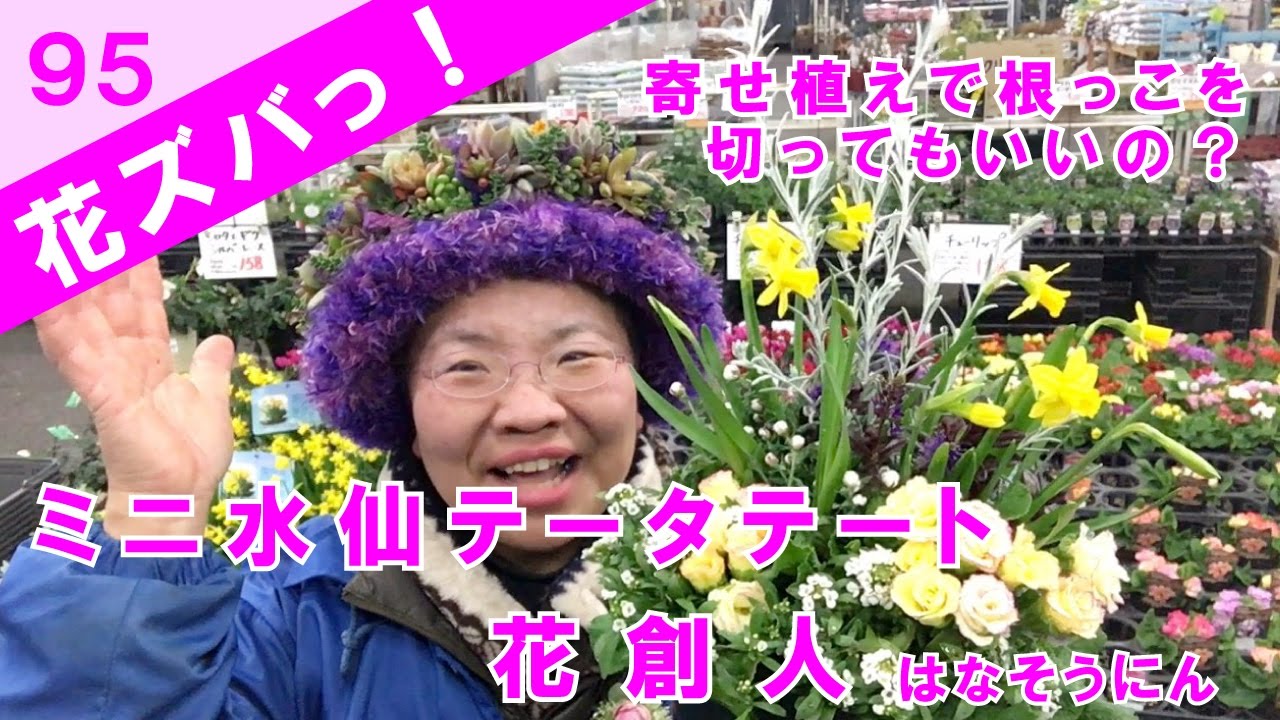 ミニ水仙テータテート寄せ植えで根っこを切ってもいいの 花ズバっ 95旬の花とその使いかた紹介 花創人ガーデニング教室 Youtube
