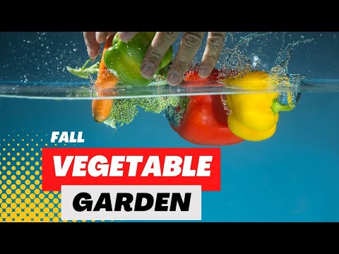 Video: Zone 6 Fall Vegetable Planting - Mga Tip Sa Pagtatanim ng Fall Gardens Sa Zone 6