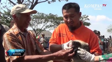 Dinas Peternakan Blitar Lakukan Pemeriksaan Hewan Kurban