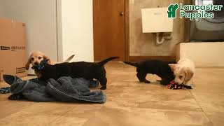 Playful Miniature Dachshund Puppies