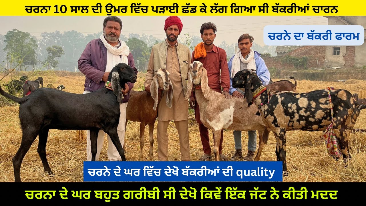 ਚਰਨੇ ਨੂੰ ਤਾਂ ਬੱਕਰੀਆਂ ਨੇ ਹੀ ਦਿੱਤਾ ਸਭ ਕੁਝ,,ਗਰੀਬੀ ਕਾਰਨ ਪੜਾਈ ਛੱਡਕੇ ਲੱਗ ਗਿਆ ਬੱਕਰੀਆਂ ਚਾਰਨ || Goat farming