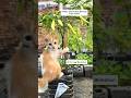 Inilah Pelaku Yang Suka Matahin Ranting Cabe #shorts #cat #pets #kucing #funny #kitten #catlovers
