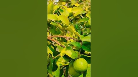 Grow Guava Tree Faster with These Simple Tips!  #guava... #fruit #fruitcutting #tropicalfruit #