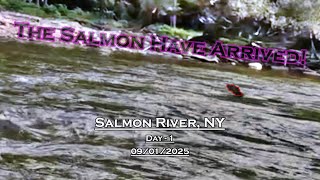Fly Fishing For Salmon - Day 1 - Salmon River, NY (09/01/2025) - Labor Day BUST!
