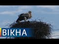 Як живе БАГАТОДІТНЕ село Новорічинці на Рівненщині - РЕПОРТАЖ | Вікна-Новини