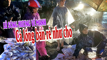 Mưa Lũ lớn ở Huế: Nước lụt dâng cao trong đêm | Cá lồng chợ An Cựu bán rẻ như cho | Lequang Channel