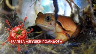 Трапеза лягушки помидора (Dyscophus antongilii feeding) Трапеза лягушки помидора (Dyscophus antongilii feeding)