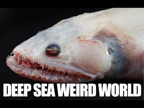 Deep-Sea Weird World