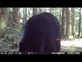There's a new bear in the forest.