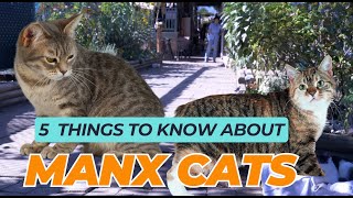 5 Things to know about Manx Cats