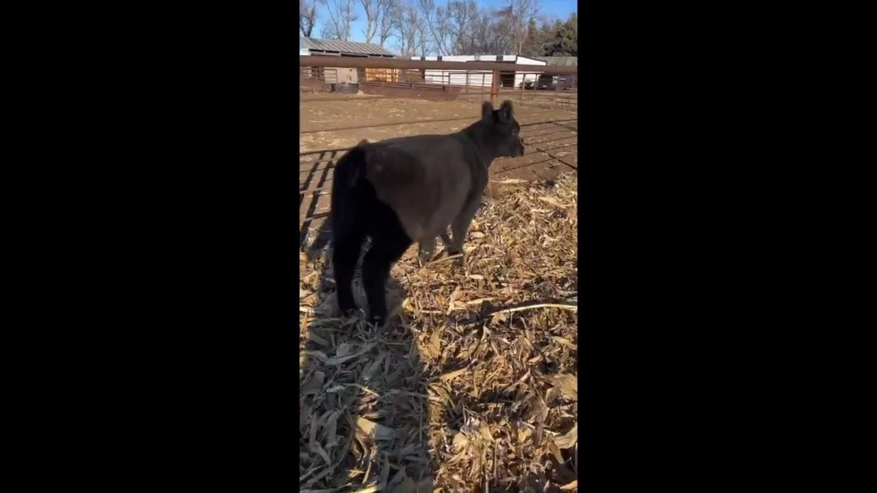 Cribbs Cattle Company // Summer Select // Lot 6 additional footage YouTube