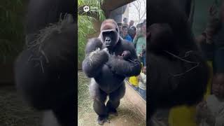 Download Lagu Mama ape gorilla shows new baby at zoo to humans #zoonies #greatapes #babylonzoo #greatape #lucy #ai MP3